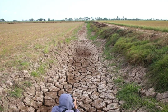 Xâm nhập mặn có thể vào sâu nhất 70km ở ĐBSCL