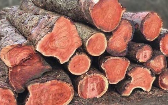 Loại gỗ quý hiếm tại Việt Nam được ví như ‘vàng rừng’, có giá lên đến nửa tỷ đồng/m³