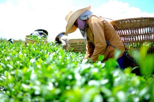 Xuất khẩu nông sản Việt 'ngấm đòn' chiến sự Trung Đông