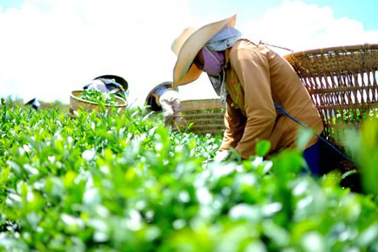 Mỹ, UAE mạnh tay gom 'vàng xanh' của Việt Nam: Thu về hơn 31 triệu USD, nước ta giữ trữ lượng lớn thứ 5 trên thế giới