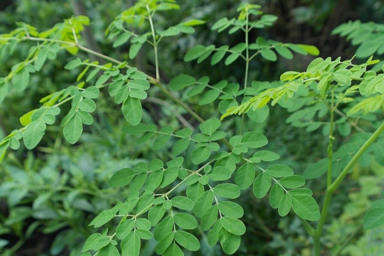Loại cây được ví như 'cây thần kỳ' giá cả vừa túi tiền: Không chỉ bổ dưỡng mà còn giúp giảm cholesterol, tốt cho tim mạch nhưng ít người để ý