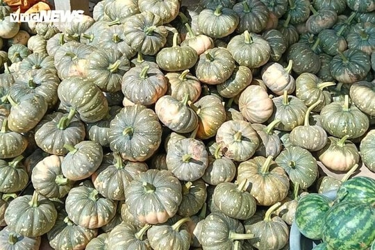 Hàng trăm tấn bí quá lứa vẫn 'nằm chờ' ngoài ruộng, giá chạm đáy: Nông dân Cà Mau kêu cứu