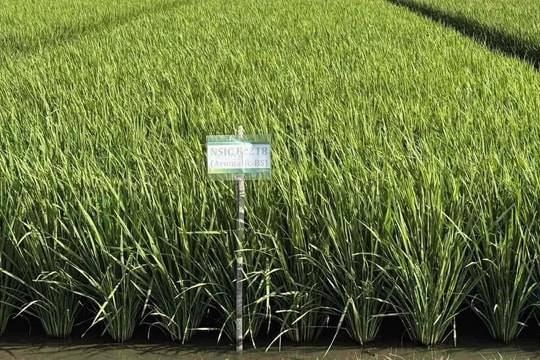 Khách hàng số 1 của gạo Việt có động thái bất thường