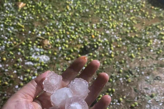Mưa đá 'tàn phá' hàng trăm ha mận, táo ở Sơn La