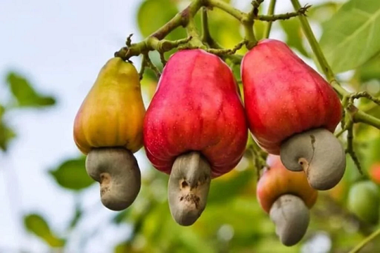 Chỉ 2 tháng, Mỹ 'xuống tiền' hơn 120 triệu USD mua mặt hàng này của Việt Nam