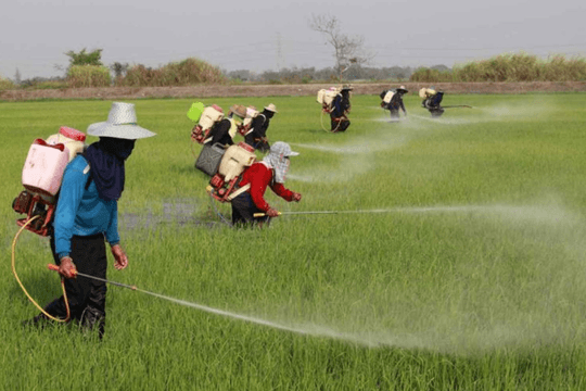Đối thủ lớn nhất của Việt Nam ở Đông Nam Á chỉ còn đủ phân bón dùng trong 1 tháng, lo giảm mạnh sản lượng lúa gạo