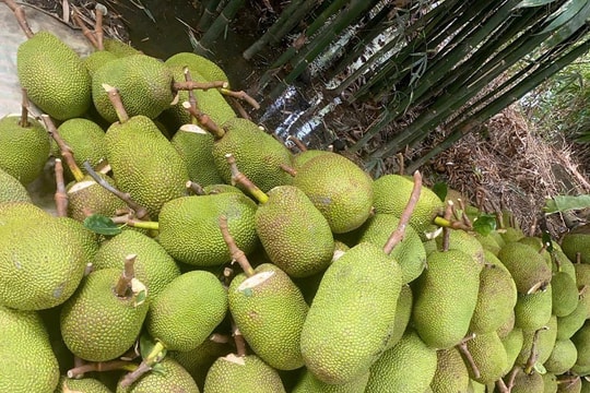 Trở tay không kịp vì giá mít 'lên đỉnh, xuống đáy'