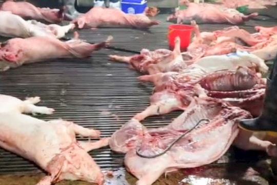 Vụ lợn bệnh vào trường học, lộ 2 trường dùng thịt của Công ty Cường Phát