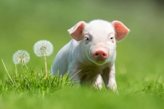 Sau Rằm tháng 2 Âm lịch, những con giáp này đón nhiều tin vui về tài chính, tài vận bứt phá, nguồn thu cải thiện rõ rệt