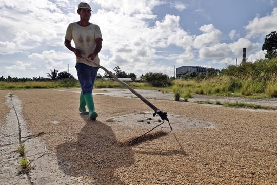 Tại Cuba máy móc thiếu dầu để vận hành, chuyên gia nông nghiệp Việt Nam gợi ý dùng ngựa đi cày, phơi lúa kiểu ‘ông bà’ vẫn áp dụng
