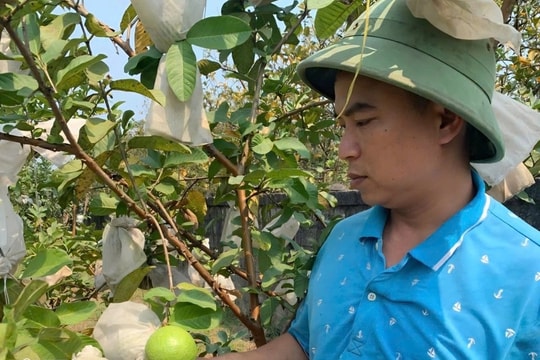 Mạnh dạn bỏ công việc nhàn hạ, chàng kỹ sư ‘lội ngược dòng’ thành nông dân: Sau bĩ cực kiếm cả tỷ bạc mỗi năm, nhờ nuôi con gì và giống quả nào?