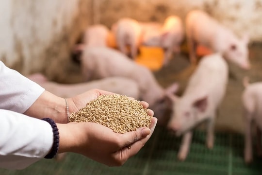 Giá thức ăn chăn nuôi và phân bón tăng sốc