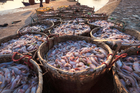 'Kho báu dưới nước' của Việt Nam tăng tốc đầu năm: Bỏ túi 1,71 tỷ USD, thị trường khó tính mở cửa