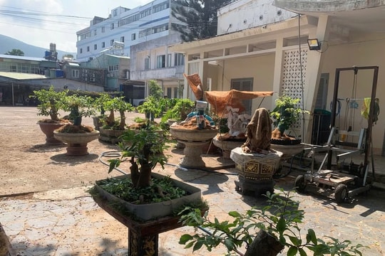 Phát hiện, tịch thu 42 cây mai vàng 'không rõ nguồn gốc'