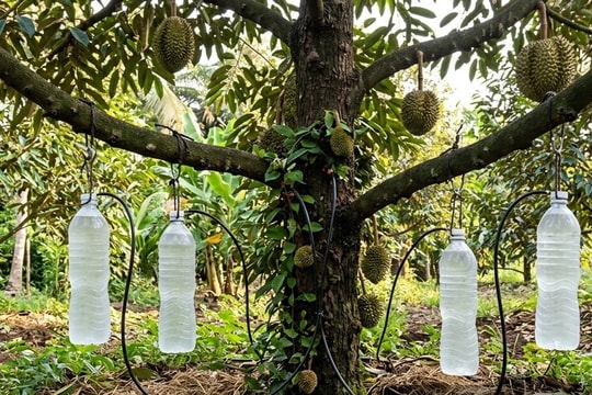 Dùng thứ treo lửng lơ để tưới, nông dân Đồng Tháp mới đã giải cứu vườn ‘cây tỷ đô’ qua mùa hạn nẻ đất: Nay ngược dòng lãi to