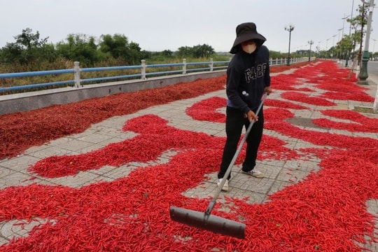 Lý do thứ quả năm trước được mệnh danh là 'vàng đỏ' thương lái săn lùng giá cao chót vót, năm nay bất ngờ quay đầu giảm sốc
