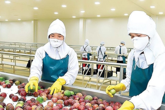 Trung Quốc, châu Âu tăng mạnh mua rau quả Việt Nam