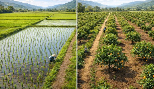 Từ nay, tự ý chuyển đất trồng lúa sang đất trồng cây lâu năm có thể bị phạt đến 30 triệu đồng