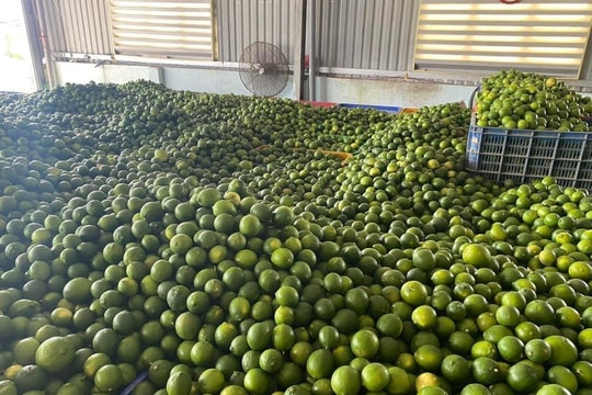 Thêm hai loại trái cây Việt chính thức có 'vé' xuất khẩu sang quốc gia láng giềng