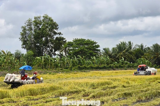 'Giải cứu' lúa: Gọi 20 doanh nghiệp may ra có 10 nơi nghe máy