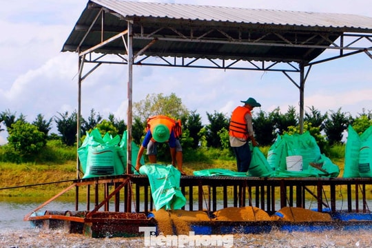 Tập đoàn Hà Lan đề xuất nuôi cá tra trong nước nhiễm mặn