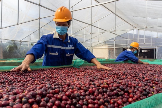 Vừa thu về 99.000 tỷ đồng, tập đoàn xuất khẩu cà phê lớn nhất Việt Nam lên kế hoạch rót 150 triệu USD xây nhà máy