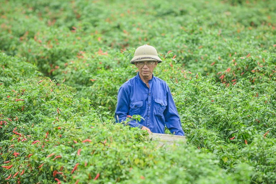 Giá ớt bất ngờ lao dốc mạnh
