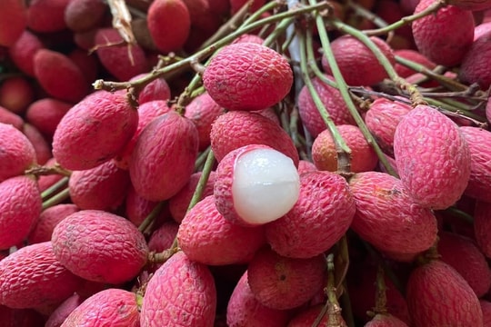 Loại quả 'bé tí' mọc hoang bỗng 'sốt': Giá có lúc hơn 100.000 đồng/kg, dân mạng săn lùng vì vị lạ gây nghiện