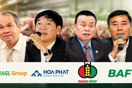 Nông nghiệp Hòa Phát, Dabaco, BAF tăng tốc mở rộng đàn heo, bầu Đức lại bất ngờ chọn 'phòng thủ'