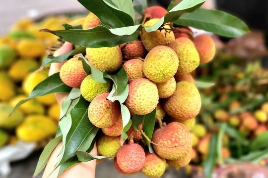 Vải đầu mùa giá 'leo thang' bất ngờ, người trồng tiết lộ lý do phía sau