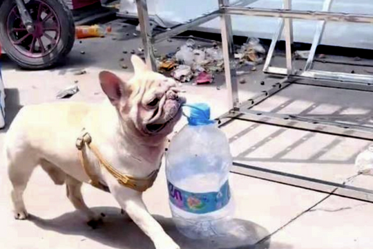 Chú chó đi nhặt ve chai, kiếm gần 4 triệu đồng/tháng