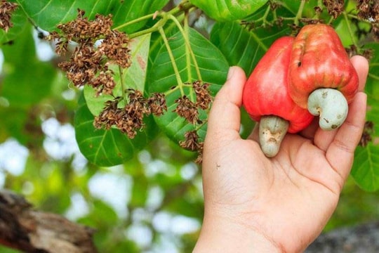 Mỗi ngày, Việt Nam chi khoảng 18 triệu USD để nhập khẩu loại hạt 'báu vật' này