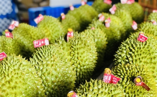 Từ ‘vua trái cây’ đỉnh giá 150.000 đồng đến thảm cảnh 20.000 đồng/kg: Điều gì đang kéo sầu riêng Việt lao dốc?