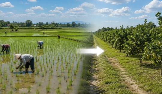 Từ nay, tự ý chuyển đất trồng lúa sang đất trồng cây lâu năm có thể bị phạt 30 triệu đồng
