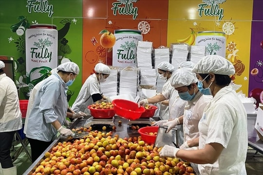 3 thị trường khó tính nhất thế giới chốt đơn gần 43.000 tấn 'quả tiến vua' Việt Nam
