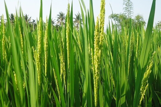 Ghi dấu mốc lịch sử, quốc gia châu Á này trở thành nhà sản xuất gạo lớn nhất thế giới, chính thức soán ngôi Trung Quốc