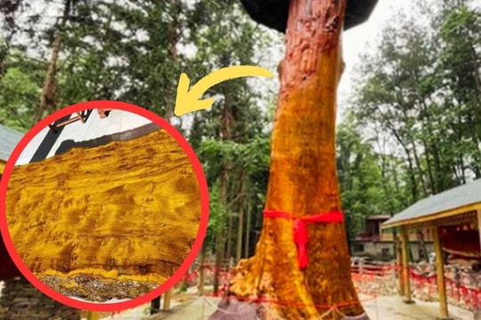 Đại gia đề nghị đổi 22 căn nhà lấy 8 cây gỗ, dân làng lắc đầu, đáp lại bằng một câu