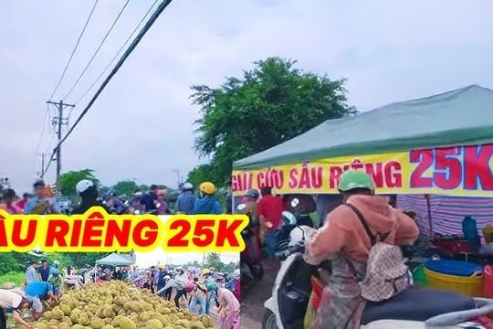 Cảnh báo loại sầu riêng 'giải cứu' giá rẻ như cho, bán đổ đống tại TP Hồ Chí Minh