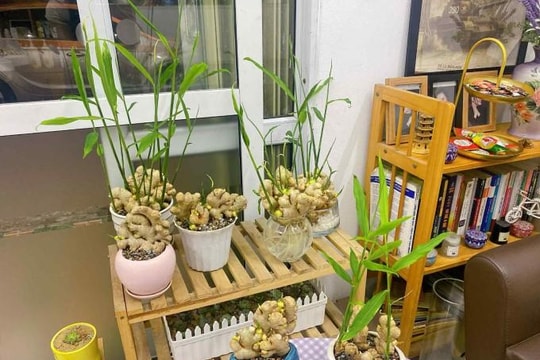 Vì sao nhiều gia đình thích trồng gừng trong nhà? 4 lợi ích không phải ai cũng biết