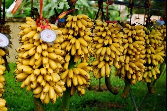 'Đặc sản tiến vua' Ninh Bình trồng hơn một năm mới cho thu hoạch, giá cao chót vót vẫn được dân sành ăn săn đón