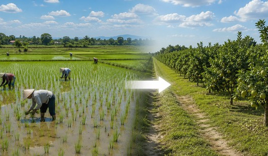 Từ giờ, có thể bị phạt 30 triệu đồng nếu tự ý chuyển đất trồng lúa sang đất trồng cây lâu năm