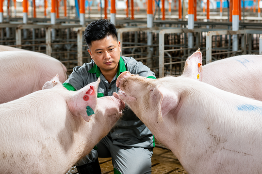 Phó Tổng Giám đốc BAF: 'Giá heo từ giờ đến cuối năm vẫn sẽ tốt'