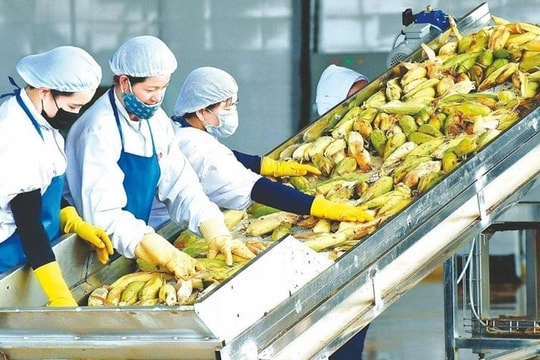 Bán ngô, sắn gặp khó, 'đại gia' nông nghiệp miền Bắc muốn chuyển hướng sang ngành y tế