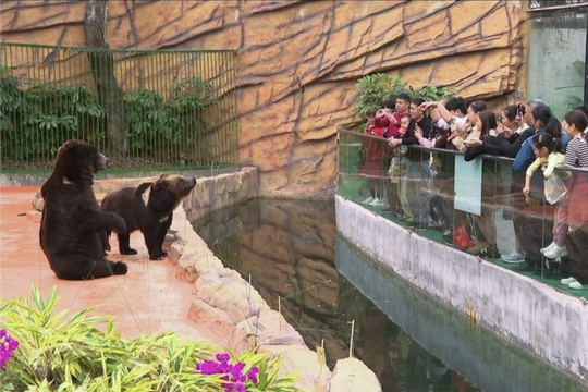 Sở thú tuyển người đóng giả gấu nhảy múa, leo cây và làm 'hành động kỳ quặc', trả lương gần 400 triệu đồng