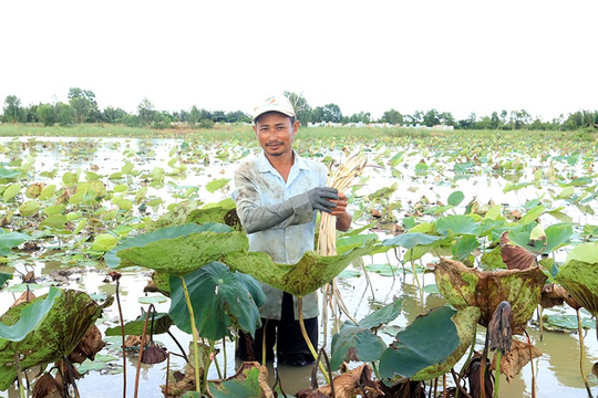Nông dân Cần Thơ trồng linh hoạt lúa với loại cây lấy ngó, đều đặn ‘đút túi’ tháng 30 triệu