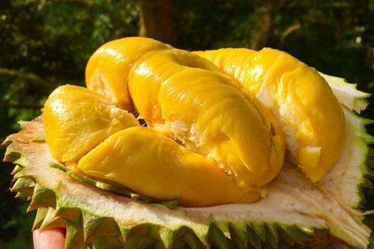 Giá sầu riêng chạm đáy lịch sử: Loại thường 3.000 đồng/quả, Musang King rẻ như cho