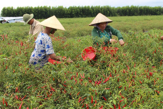 Không phải sầu riêng hay cà phê, đây mới là loại quả trồng phủ kín làng quê đang âm thầm mang về hàng chục triệu USD từ xuất khẩu