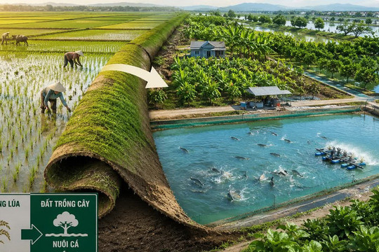 Tự ý chuyển đất trồng lúa sang đất trồng cây nuôi cá: Khi thu hồi có được đền bù không?