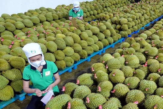 Sầu riêng xuất khẩu bứt tốc, nhà vườn vẫn 'thấp thỏm' vì giá giảm