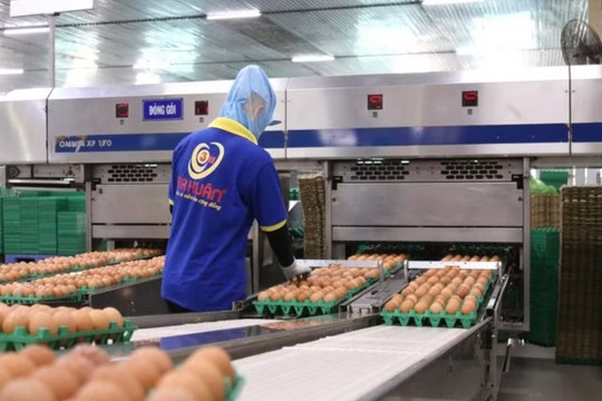 Trứng gà Ba Huân bị nêu tên vì nợ BHXH gần 9 tỷ đồng